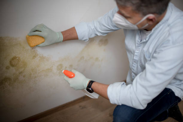 Best Attic Mold Removal  in Dravosburg, PA