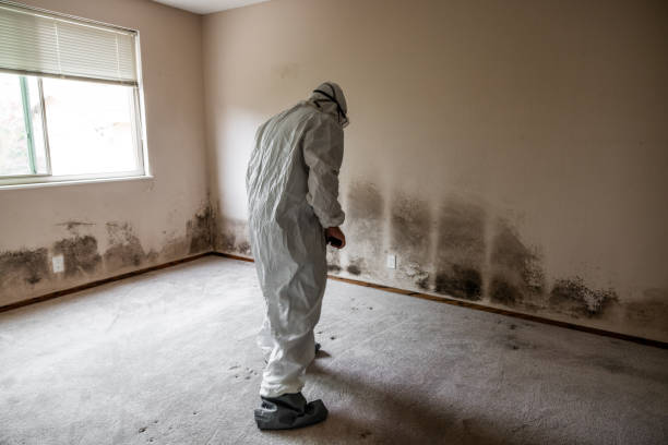 Mold Removal Process in Dravosburg, PA